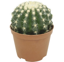 Cactus sferic intr-un ghiveci de plastic pentru plante de interior
