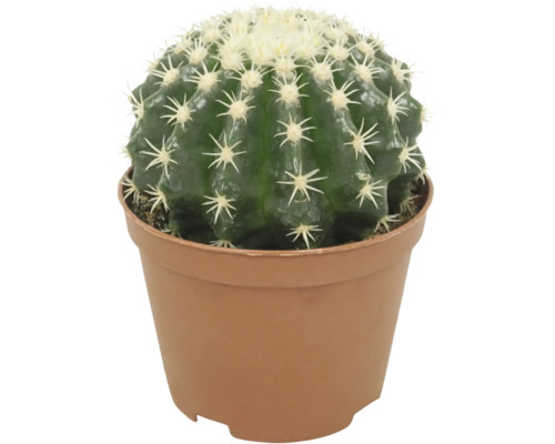 Cactus sferic intr-un ghiveci de plastic pentru plante de interior