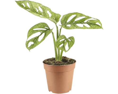 Monstera FloraSelf Monstera adansonii 'Mint' ghiveci Ø 12 cm buc