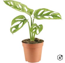 Planta de interior Monstera Adansonii cu frunze caracteristice intr un ghiveci de plastic (Image AI modified or generated)
