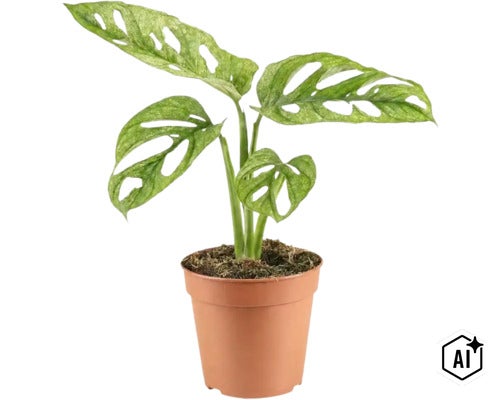 Planta de interior Monstera Adansonii cu frunze caracteristice intr un ghiveci de plastic (Image AI modified or generated)