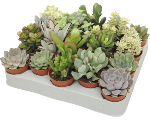 O tavă cu diverse plante suculente în ghivece mici, diferite tipuri precum Echeveria și Crassula într-o tavă de transport.