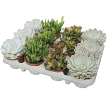 Set de suculente diverse în ghivece de plastic pe o tăviță pentru plante