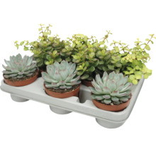 O tavita cu trei plante suculente Echeveria si o planta de interior Portulacaria Afra in ghivece mici de plastic pentru decorare.