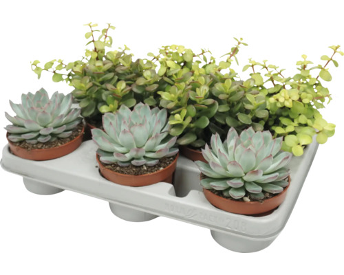 O tavita cu trei plante suculente Echeveria si o planta de interior Portulacaria Afra in ghivece mici de plastic pentru decorare.