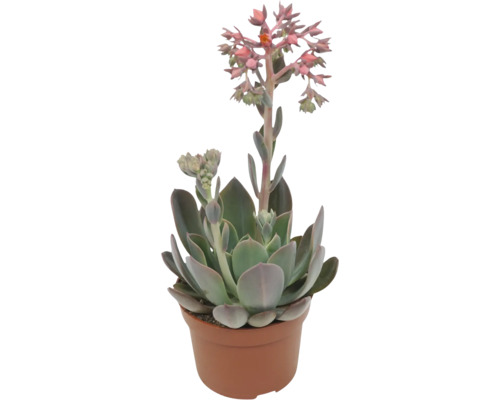 Plantă suculentă Echeveria în ghiveci cu inflorescențe