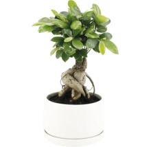 Bonsai Ficus Ginseng într-un ghiveci rotund, cu frunziș bogat și structură radiculară proeminentă.