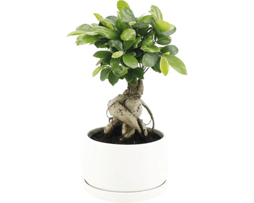 Bonsai Ficus Ginseng într-un ghiveci rotund, cu frunziș bogat și structură radiculară proeminentă.