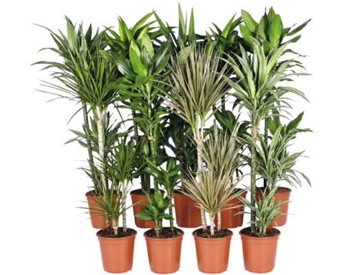 Colectie de diverse plante de interior Dracaena in ghivece de plastic pentru decorare