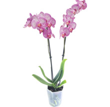 Orhidee Phalaenopsis cu flori vărgate într-un ghiveci de plastic transparent