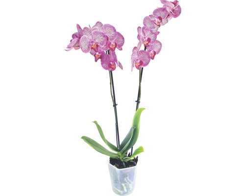 Orhidee Phalaenopsis cu flori vărgate într-un ghiveci de plastic transparent