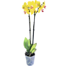 Orhidee Phalaenopsis cu flori galbene într-un ghiveci din plastic transparent