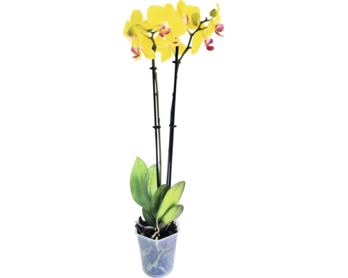 Orhidee Phalaenopsis cu flori galbene într-un ghiveci din plastic transparent