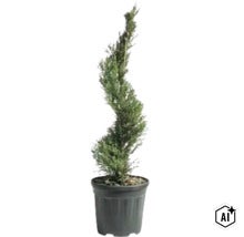 Conifer tăiat în spirală în ghiveci de plastic (Image AI modified or generated)