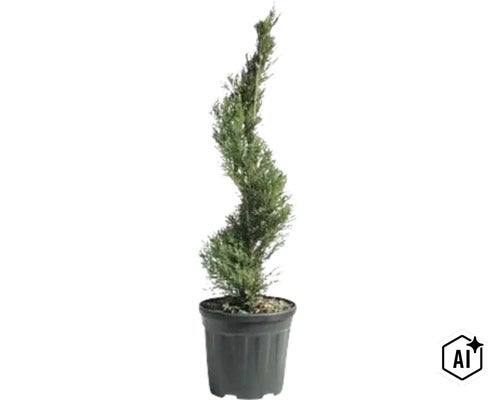 Conifer tăiat în spirală în ghiveci de plastic (Image AI modified or generated)