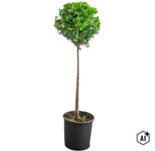 Tuia sub formă de copac pe tijă în ghiveci de plastic. (Image AI modified or generated)