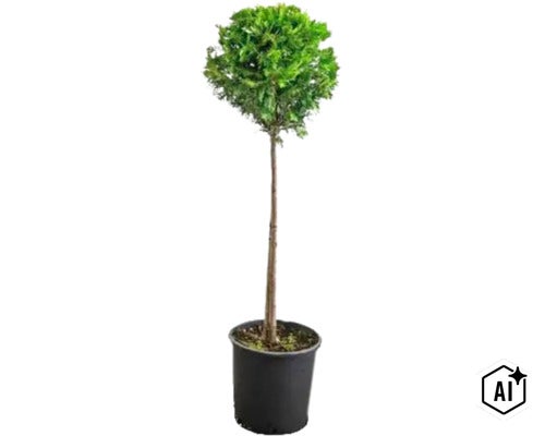 Tuia sub formă de copac pe tijă în ghiveci de plastic. (Image AI modified or generated)