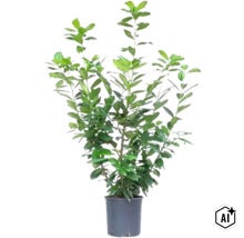 Laur de grădină în ghiveci de plastic ca plantă decorativă (Image AI modified or generated)