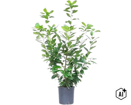Laur de grădină în ghiveci de plastic ca plantă decorativă (Image AI modified or generated)