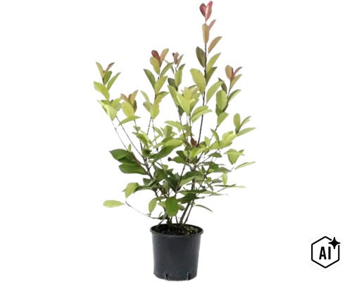 Photinia fraseri Little Red Robin în ghiveci, arbust ornamental decorativ pentru grădină. (Image AI modified or generated)