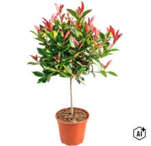 Photinia sub formă de copac în ghiveci de plastic (Image AI modified or generated)