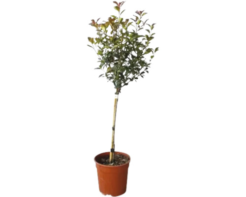 Photinia robusta compacta glob pe tulpină, ghiveci Ø 24 cm H 110 cm buc