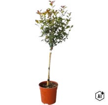 Photinia altoi pe picior în ghiveci de plastic (Image AI modified or generated)