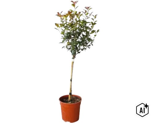 Photinia altoi pe picior în ghiveci de plastic (Image AI modified or generated)