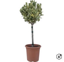 Euonymus japonicus sub formă de tulpină înaltă într-un ghiveci din plastic (Image AI modified or generated)