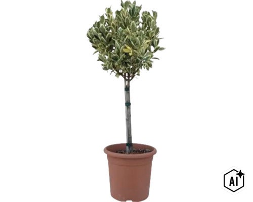 Euonymus japonicus sub formă de tulpină înaltă într-un ghiveci din plastic (Image AI modified or generated)