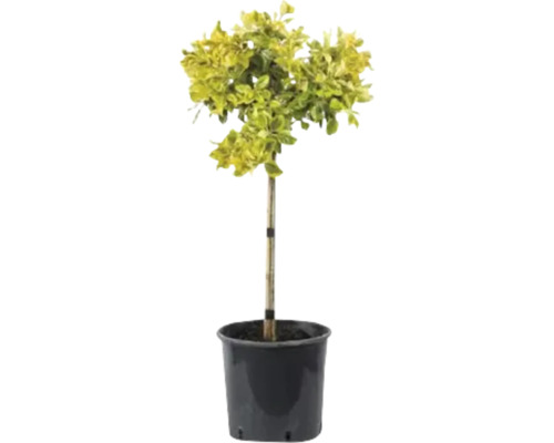 Euonymus Aurea glob pe tulpină, ghiveci Ø 24 cm H 110 cm buc