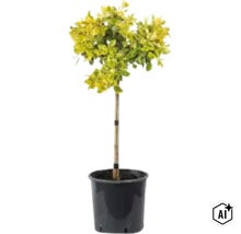 Euonymus japonicus sub formă de copăcel ca plantă de grădină în ghiveci de plastic (Image AI modified or generated)