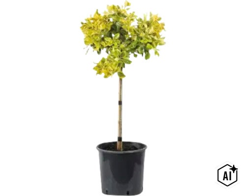 Euonymus japonicus sub formă de copăcel ca plantă de grădină în ghiveci de plastic (Image AI modified or generated)