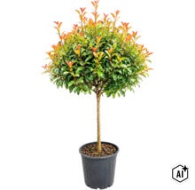 Photinia sub formă de pomișor într-un ghiveci din plastic (Image AI modified or generated)