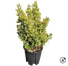 Euonymus cu frunze variegate în ghiveci negru ca plantă de grădină. (Image AI modified or generated)