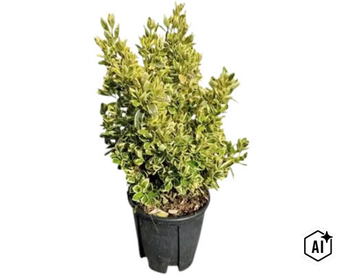 Euonymus cu frunze variegate în ghiveci negru ca plantă de grădină. (Image AI modified or generated)