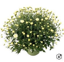 Crizantemă albă ca plantă în ghiveci cu numeroși muguri și frunze verzi. (Image AI modified or generated)