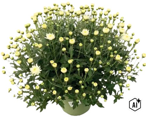 Crizantemă albă ca plantă în ghiveci cu numeroși muguri și frunze verzi. (Image AI modified or generated)