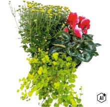 Aranjament floral de toamnă cu crizanteme, ciclamen și iarbă de bani într un ghiveci (Image AI modified or generated)