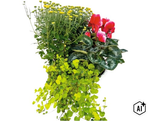 Aranjament floral de toamnă cu crizanteme, ciclamen și iarbă de bani într un ghiveci (Image AI modified or generated)