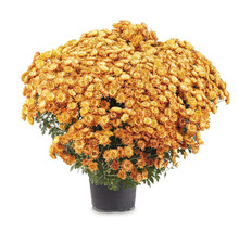 Crizantemă înflorită în ghiveci ca plantă de grădină de toamnă