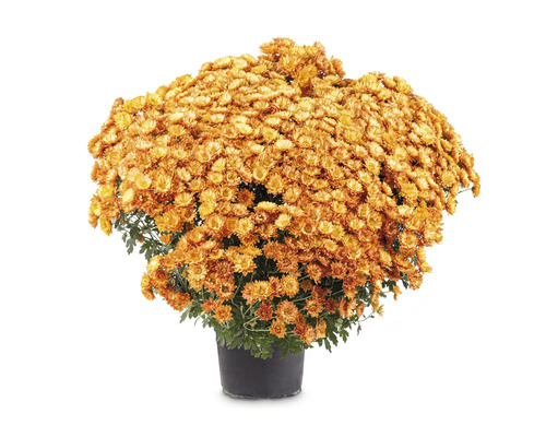 Crizantemă înflorită în ghiveci ca plantă de grădină de toamnă