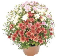 Crizanteme înflorite în ghiveci ca plantă de grădină multicoloră