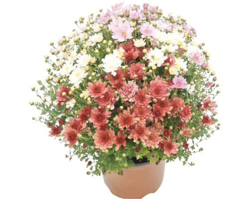 Crizanteme înflorite în ghiveci ca plantă de grădină multicoloră