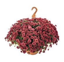 Crizantemă curgătoare în ghiveci de plastic cu agățătoare pentru decorarea de toamnă.