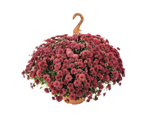 Crizantemă curgătoare în ghiveci de plastic cu agățătoare pentru decorarea de toamnă.