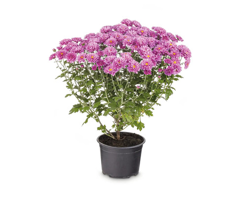Crizantemă Chrysanthemum indicum, ghiveci Ø 17 cm buc