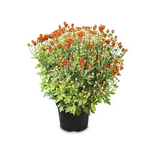 Crizantemă într-un ghiveci din plastic negru cu numeroși muguri florali și flori înflorite.
