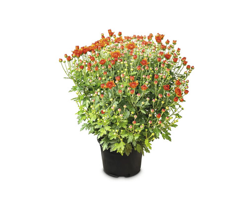 Crizantemă într-un ghiveci din plastic negru cu numeroși muguri florali și flori înflorite.