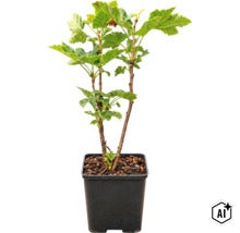 Un coacăz tânăr sub formă de tufă într-un ghiveci pătrat din plastic cu pământ. (Image AI modified or generated)